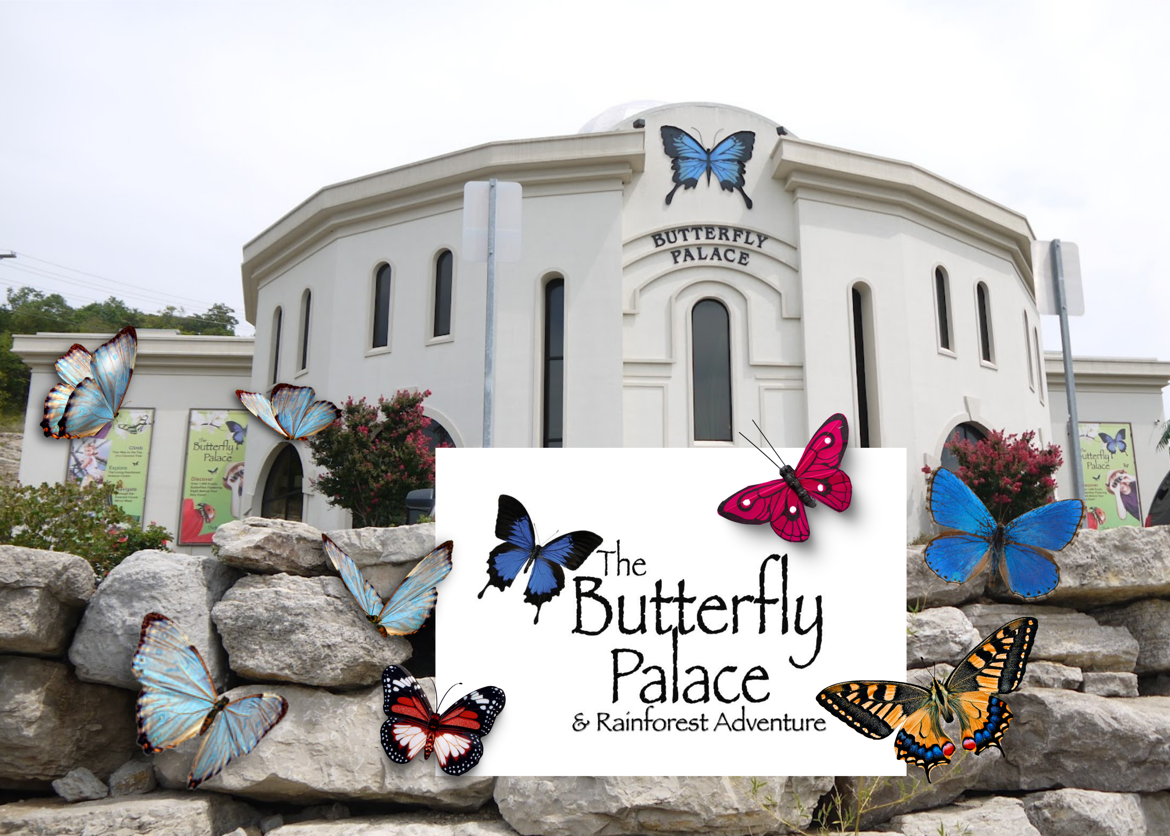 there are many colorful butterflies on the rocks